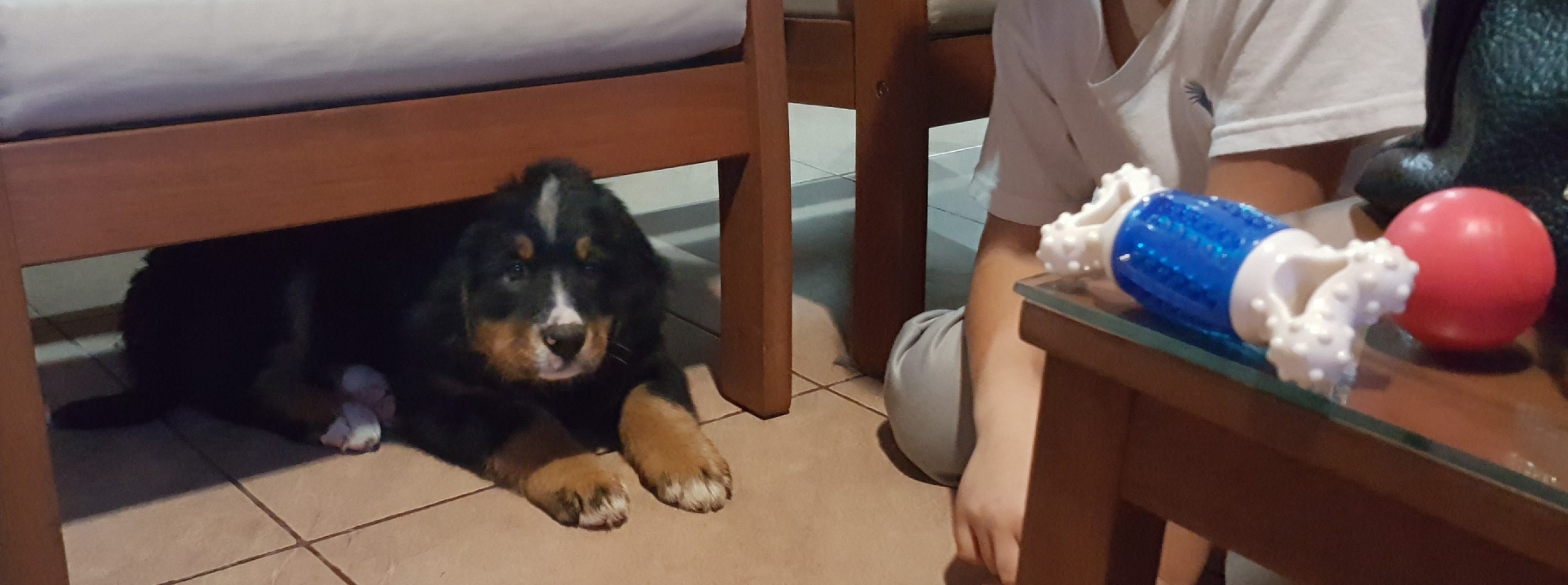 Cómo prepararte para recibir un cachorro