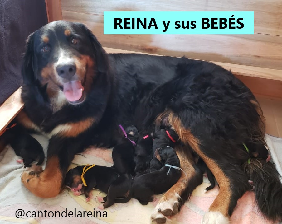 Les presentamos los nuevos integrantes de la familia