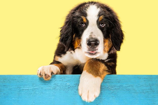 Cómo preparar la casa para proteger a tu cachorro: ESPACIOS SEGUROS