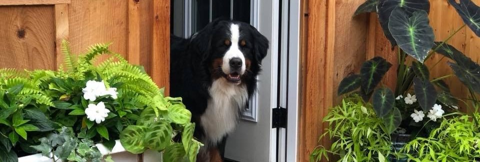 Cómo preparar la casa para proteger a tu cachorro: PLANTAS