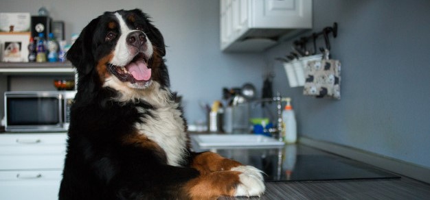 Cómo preparar la casa para proteger a tu cachorro: SUSTANCIAS TÓXICAS