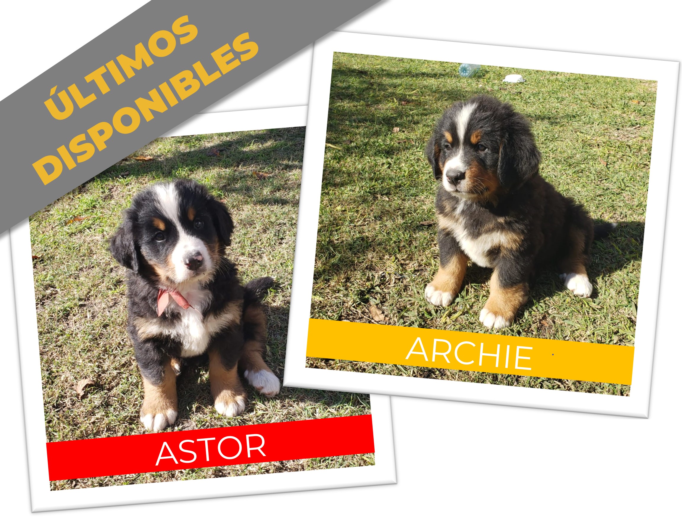 Últimos disponibles!!!